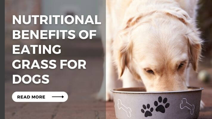 Nutritional Benefits of Eating Grass for Dogs