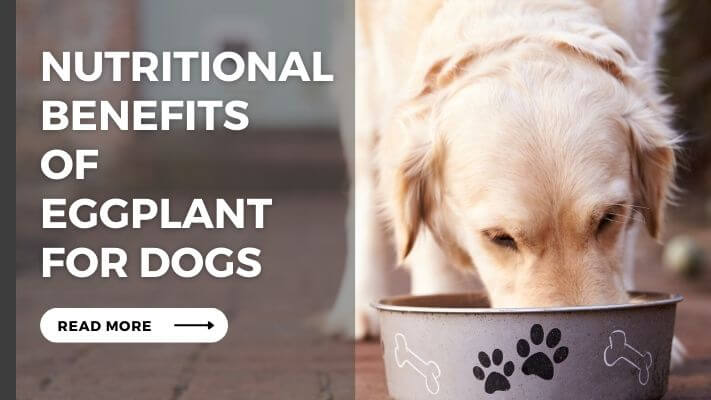 Nutritional Benefits of Eggplant for Dogs