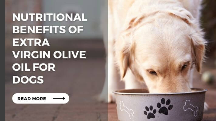 Nutritional Benefits of extra virgin olive oil for Dogs