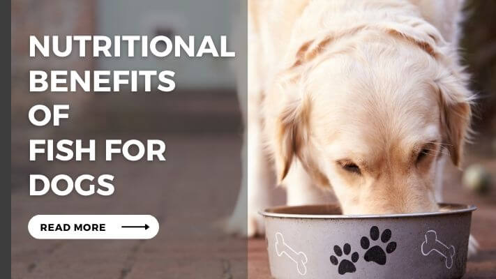 Nutritional Benefits of Fish for Dogs