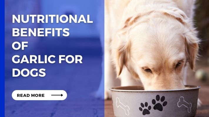 Nutritional Benefits of garlic for Dogs