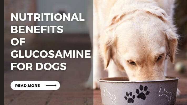 Nutritional Benefits of Glucosamine for Dogs