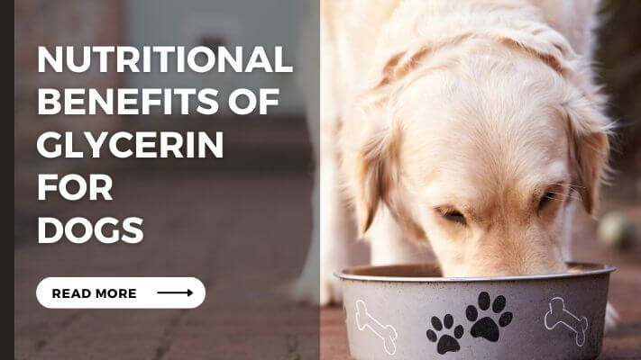 Nutritional Benefits of glycerin for Dogs