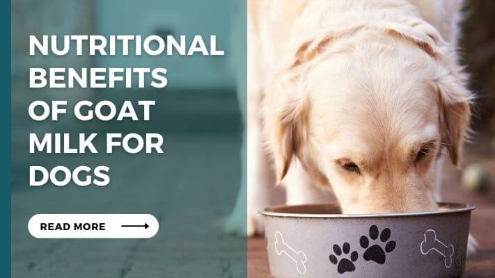 Nutritional Benefits of goat milk for Dogs