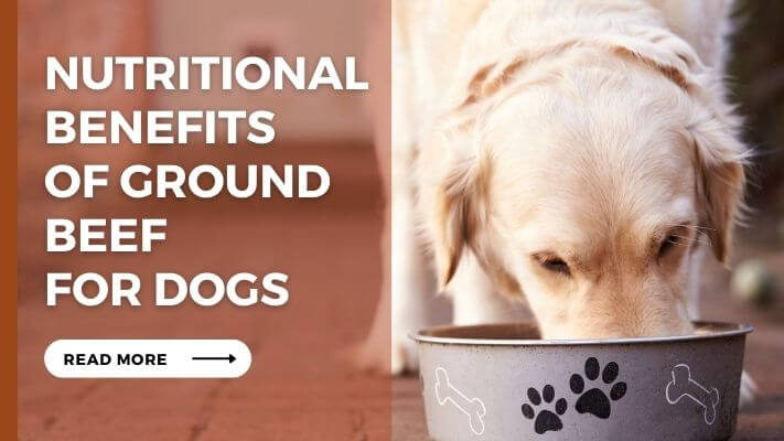 Nutritional Benefits of ground beef for Dogs