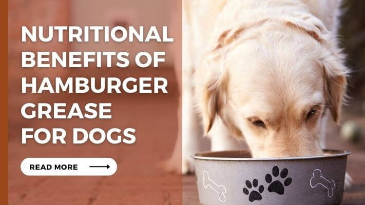 Nutritional Benefits of Hamburger Grease for Dogs