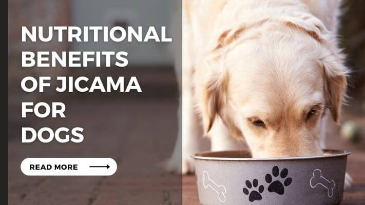 Nutritional Benefits of jicama for Dogs