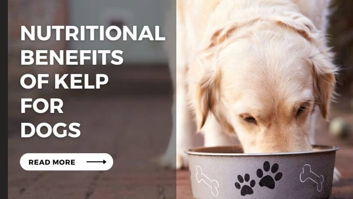 Nutritional Benefits of kelp for Dogs