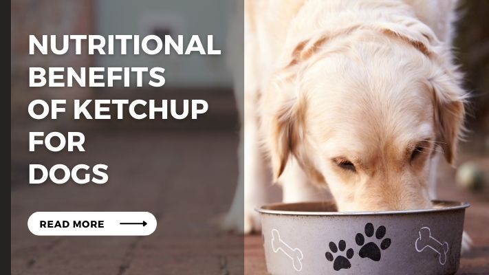 Nutritional Benefits of ketchup for Dogs