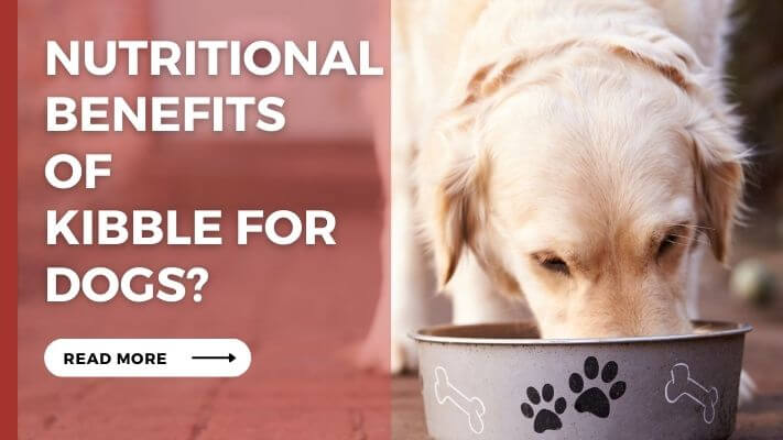 Nutritional Benefits of kibble for Dogs