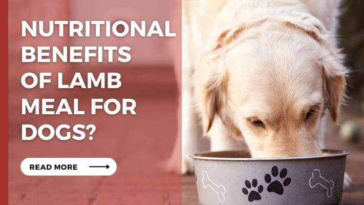 Nutritional Benefits of lamb meal for Dogs