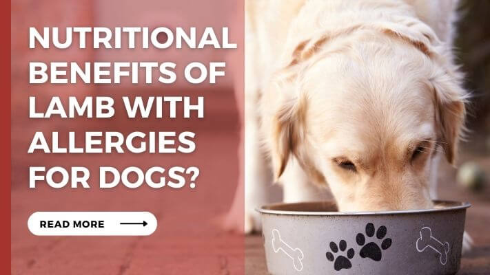 Nutritional Benefits of lamb with allergies for Dogs