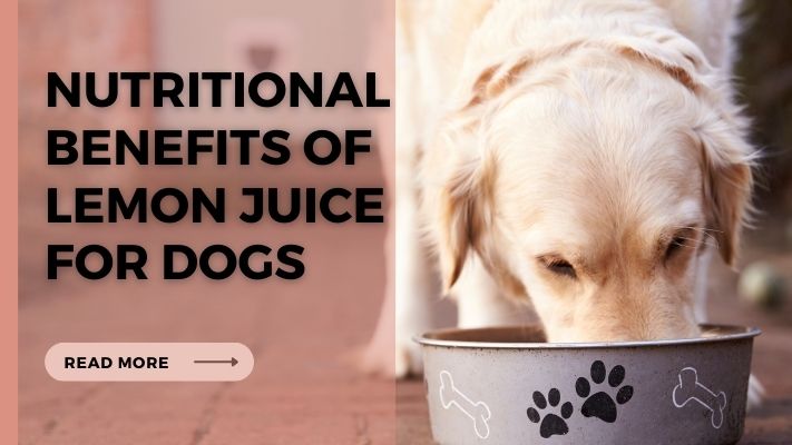 Nutritional Benefits of lemon juice for Dogs