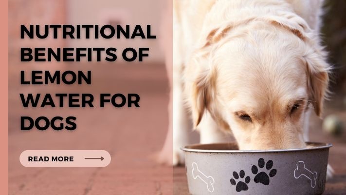 Nutritional Benefits of lemon water for Dogs