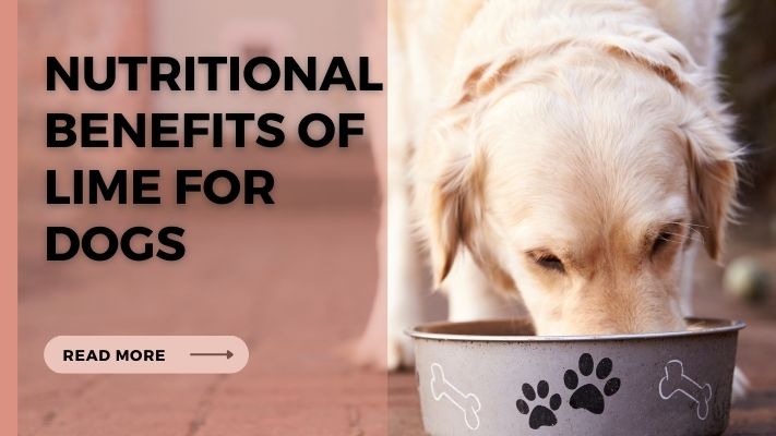 Nutritional Benefits of lime for Dogs