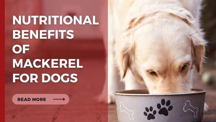 Nutritional Benefits of mackerel for Dogs