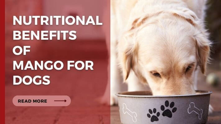 Nutritional Benefits of mango for Dogs