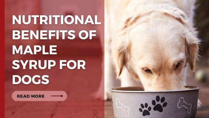 Nutritional Benefits of maple syrup for Dogs