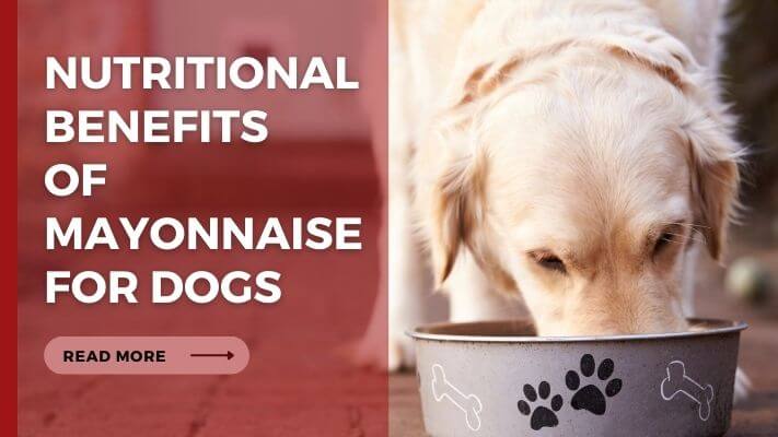 Nutritional Benefits of mayonnaise for Dogs