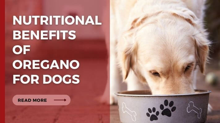 Nutritional Benefits of oregano for Dogs