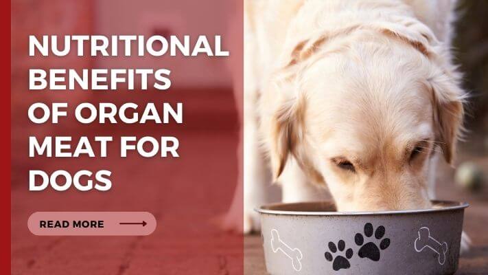 Nutritional Benefits of organ meat for Dogs