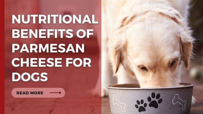 Nutritional Benefits of parmesan cheese for Dogs