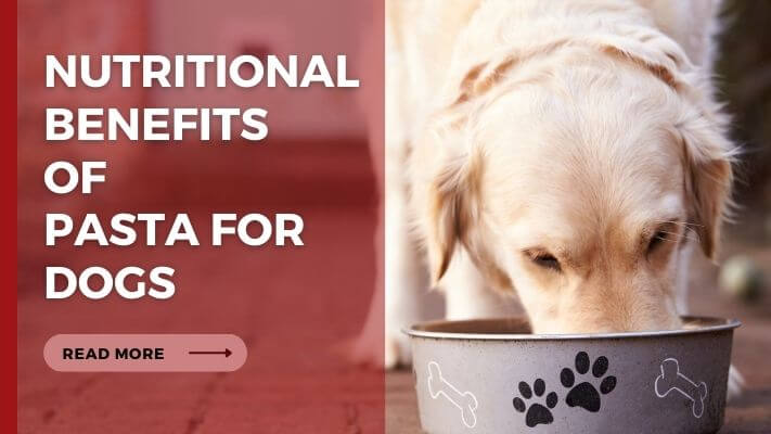 Nutritional Benefits of pasta for Dogs