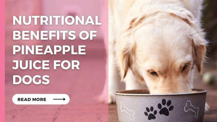 Nutritional Benefits of Pineapple Juice for Dogs