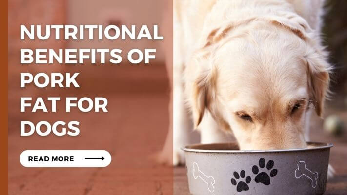 Nutritional Benefits of Pork Fat for Dogs