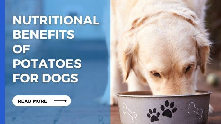 Nutritional Benefits of potatoes for Dogs