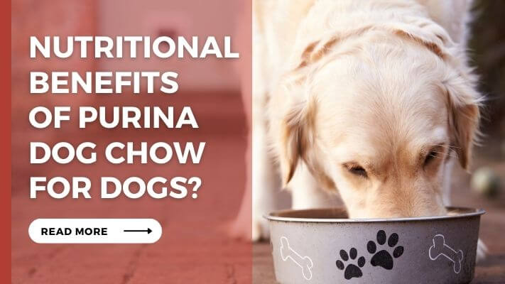 Nutritional Benefits of Purina Dog Chow for Dogs