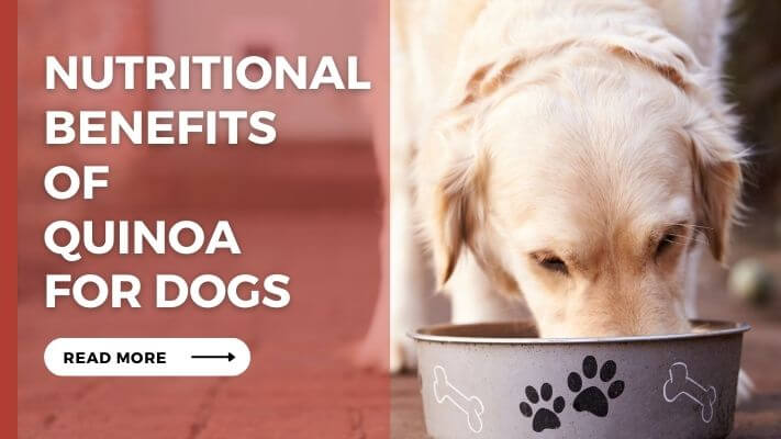 Nutritional Benefits of Quinoa for Dogs