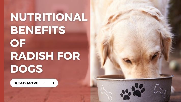 Nutritional Benefits of Radish for Dogs