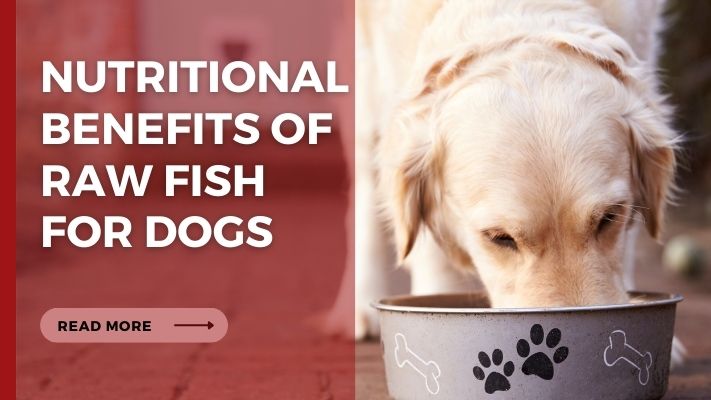 Nutritional Benefits of raw fish for Dogs