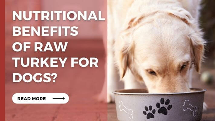 Nutritional Benefits of raw turkey for Dogs