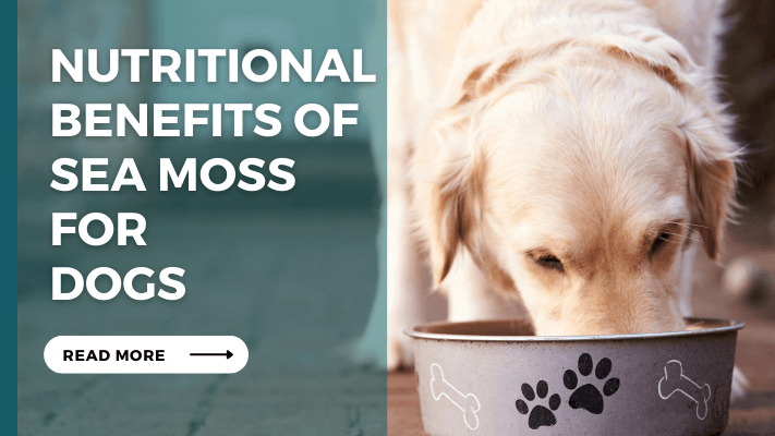 Nutritional Benefits of sea moss for Dogs