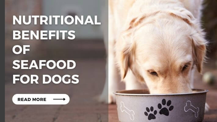 Nutritional Benefits of seafood for Dogs