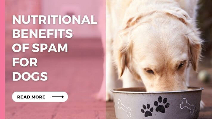 Nutritional Benefits of Spam for Dogs