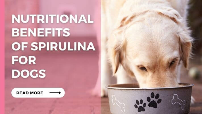 Nutritional Benefits of Spirulina for Dogs