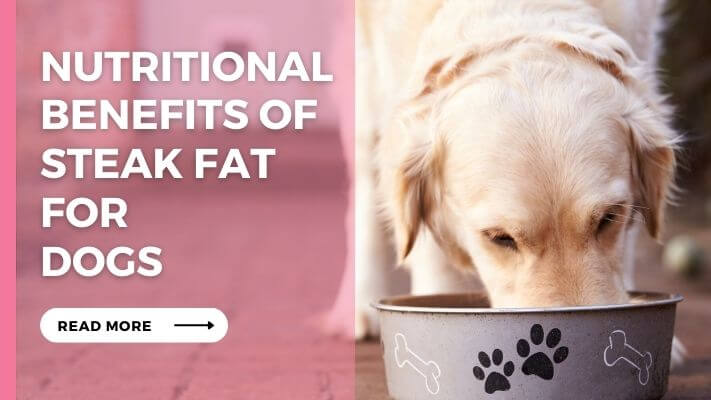 Nutritional Benefits of Steak Fat for Dogs