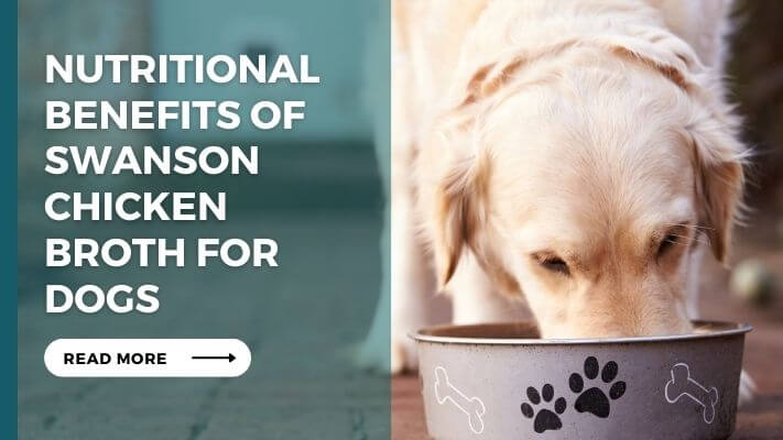 Nutritional Benefits of swanson chicken broth for Dogs