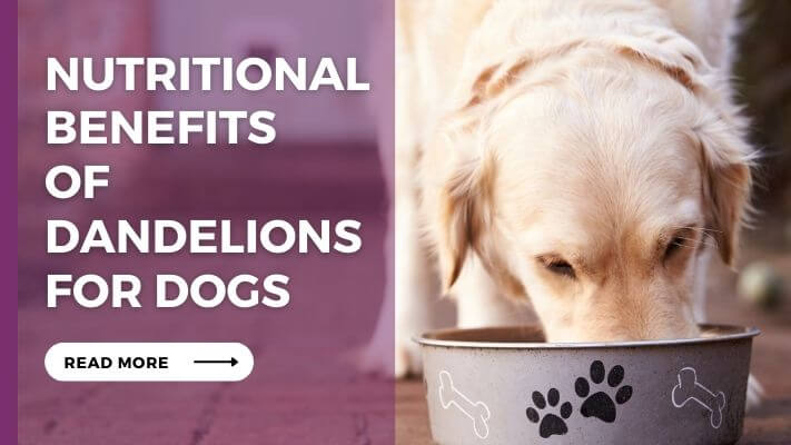 Nutritional-benefits-of-Dandelions-for-Dogs