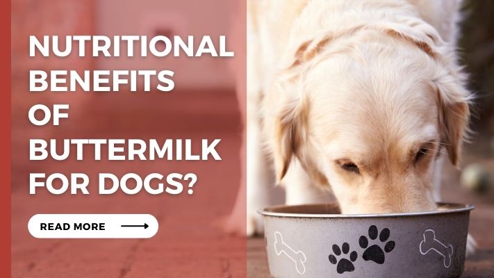 Nutritional Benefits of Buttermilk form Dogs