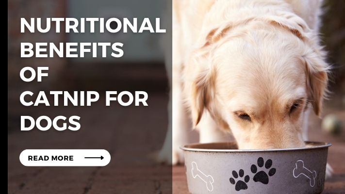 Nutritional_Benefits_of_Catnip_for_Dogs