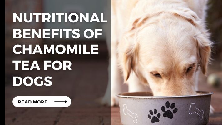 Nutritional_Benefits_of_Chamomile_Tea_for_Dogs