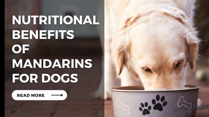Nutritional Benefits of Mandarins for Dogs