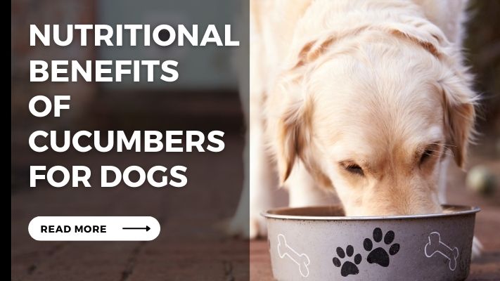 Nutritional Benefits of cucumbers for Dogs