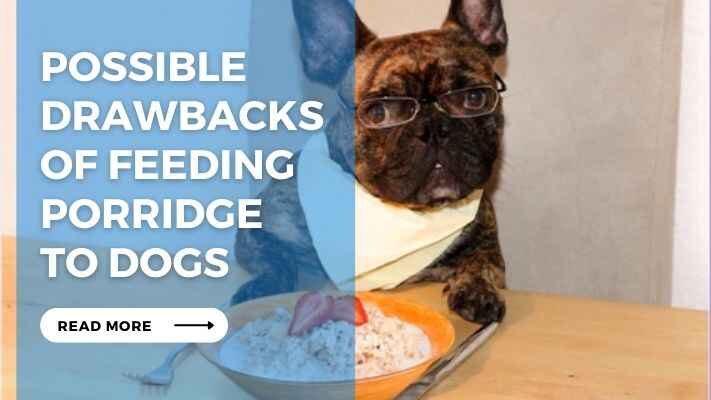 Possible Drawbacks of Feeding Porridge to Dogs