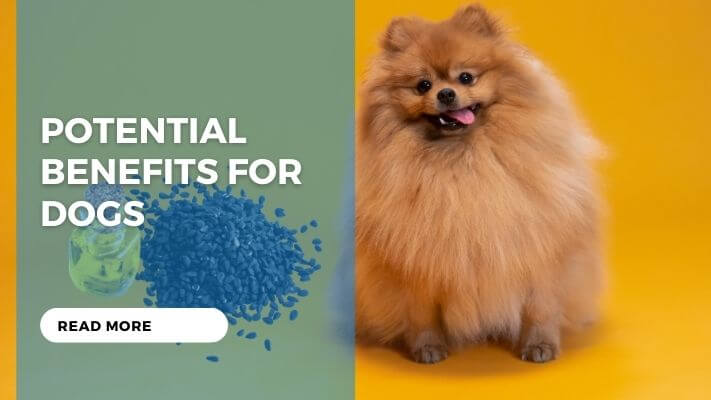 Potential Benefits for Dogs