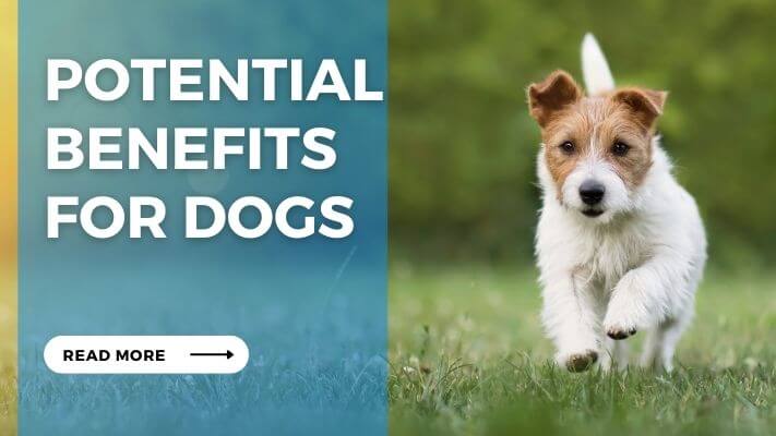 Potential Benefits for Dogs